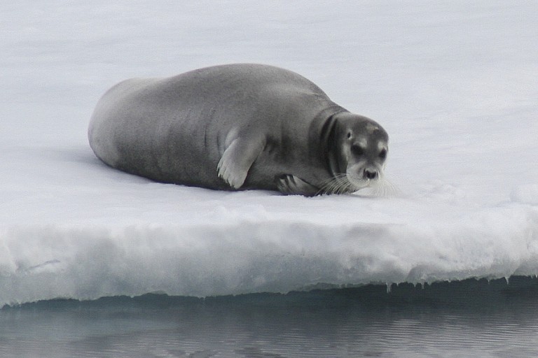 Baardrob op het pakijs.