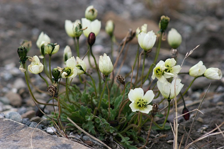 Spitsbergen papaver