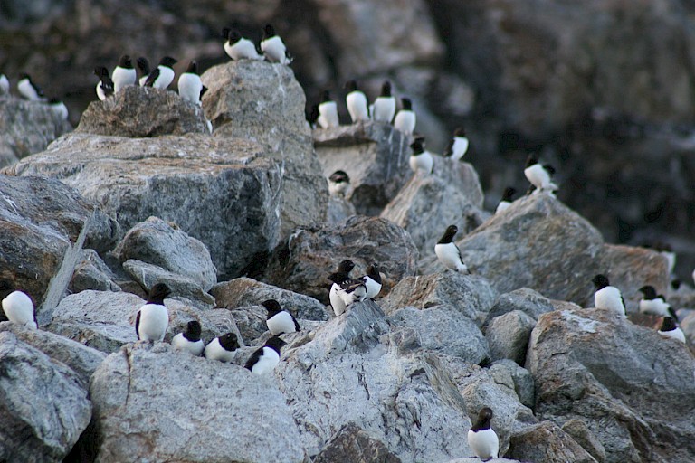 Kleine alken op Fluglesangen.