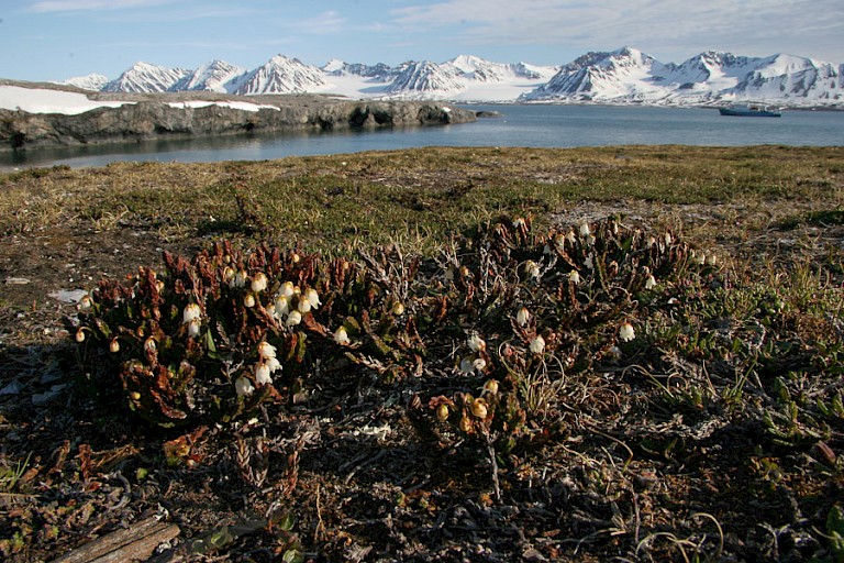 Landschap met Kantheide op Blomstrandhalvøya.
