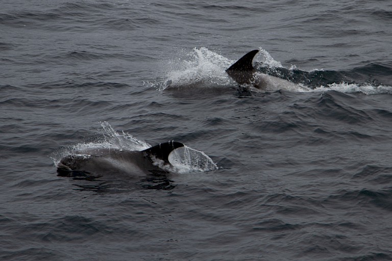 Onderweg naar Tromsø kunnen dolfijne zoals de Witsnuitdolfijn opduiken.