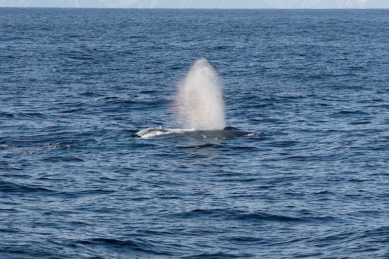 En grotere walvissen, zoals de Gewone vinvis.