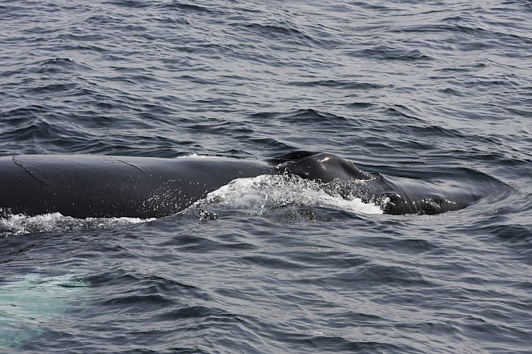 Bultrug bij de kust van Newfoundland.
