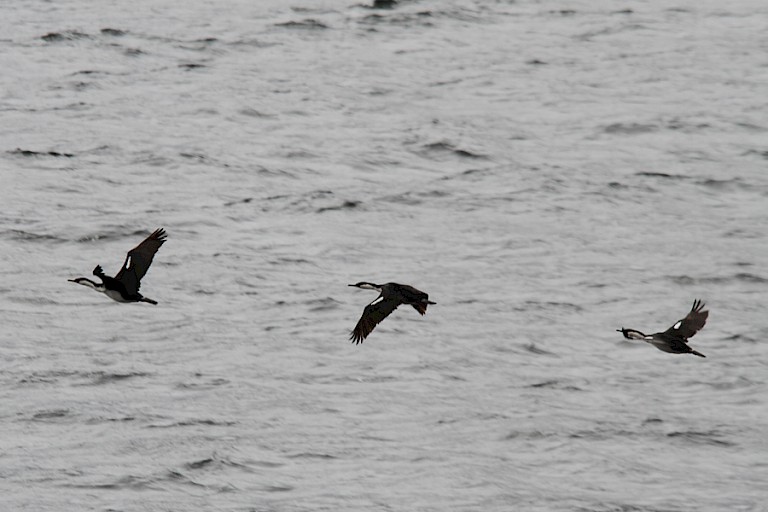 Aalscholvers zijn altijd op en bij het water te vinden.