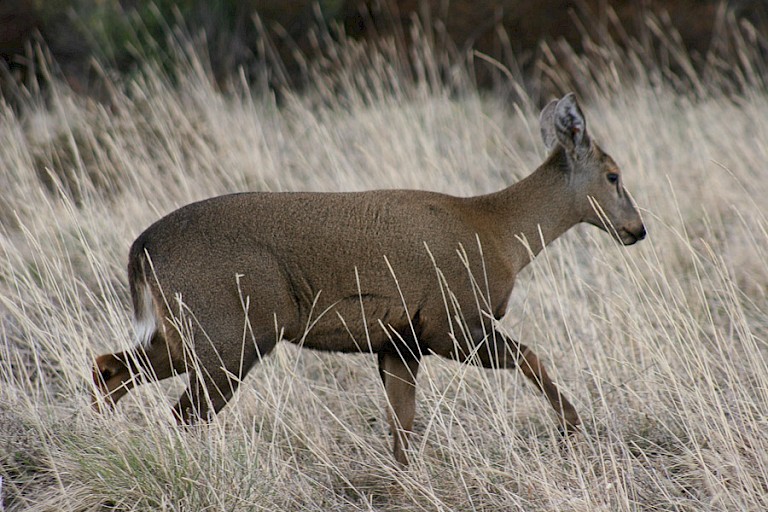 Huemul, hertensoort.
