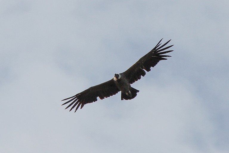 Andes condor