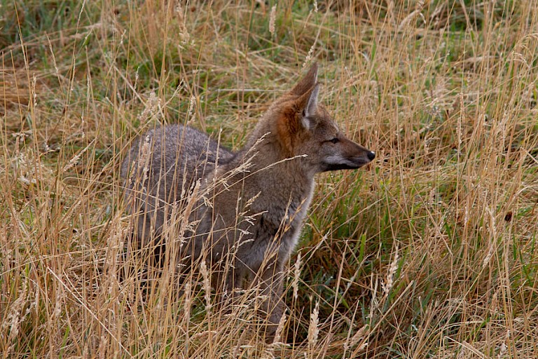 Patagonische vos.