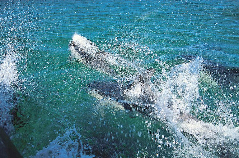 Kortsnuitdolfijnen (Cephalorhynchus commersonii).