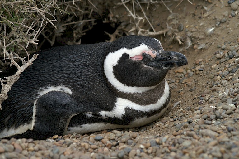 Magelhaenpinguïn (Spheniscus magellanicus).