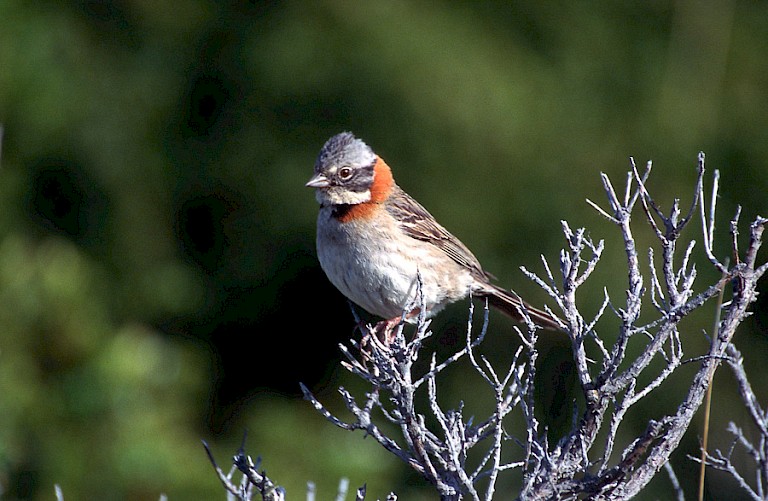 Roodkraaggors (Zonotrichia capensis)
