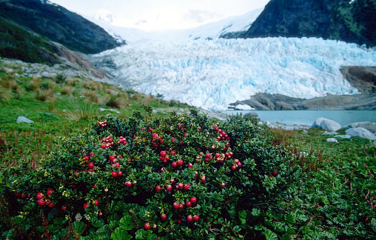 Gletsjer in Glacier Alley met Parelbes (Pernettya) op de voorgrond.