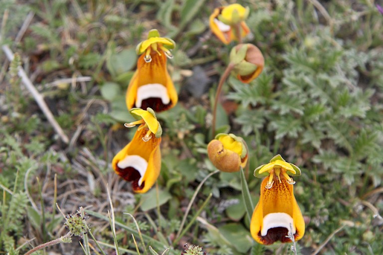 Venusschoentje is een van de orchideeënsoorten die in Patagonië voorkomt.