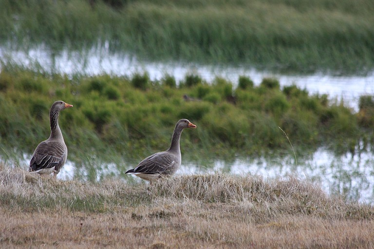 Kleine rietganzen op de Vestfjorden.