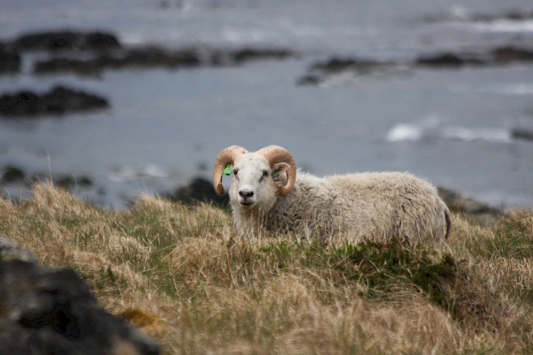 Schaap Vestfjorden.