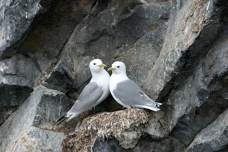 Paartje Drieteenmeeuwen.