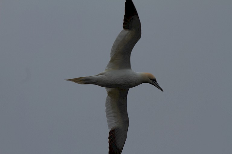 Jan-van-gent bij Snæfellsnes