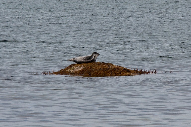 Zeehond voor de kust van Grimsey.