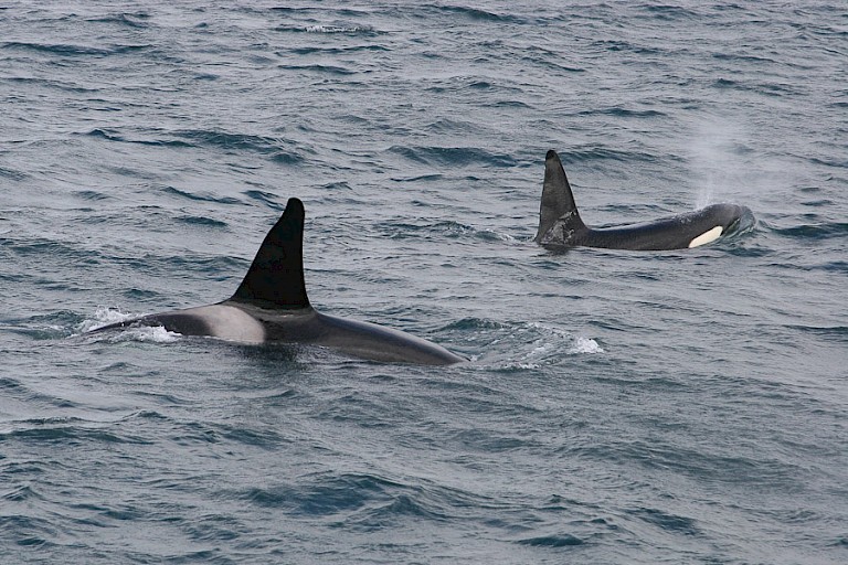 Orka's voor de kust van Snæfellsnes