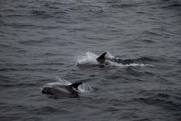 Witflandolfijnen ten noorden van de Vestfjorden.