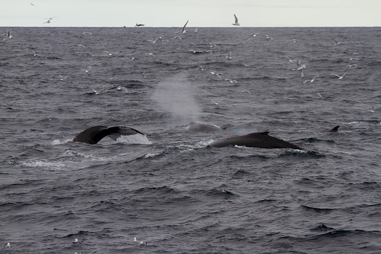 Onderweg Bultruggen.