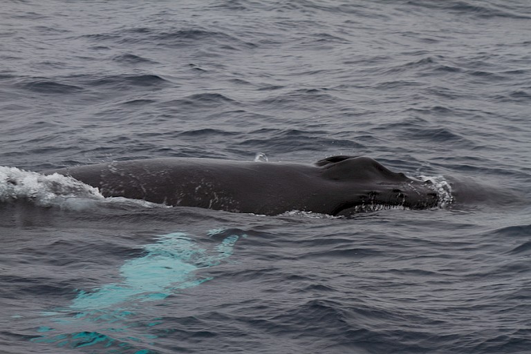 Ook ten noorden van Jan Mayen kunnen Bultruggen opduiken.