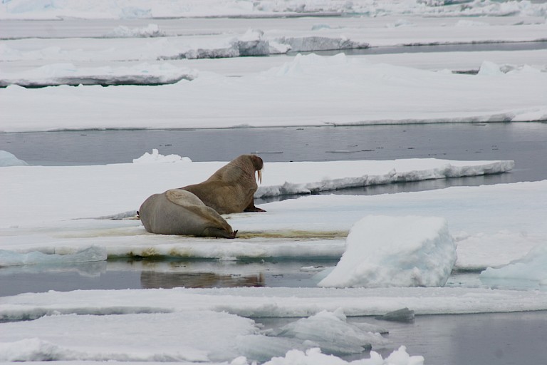 Walrussen op het ijs.