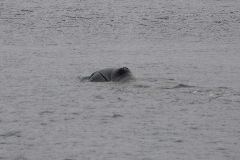 Opduikende Groenlandse walvis.
