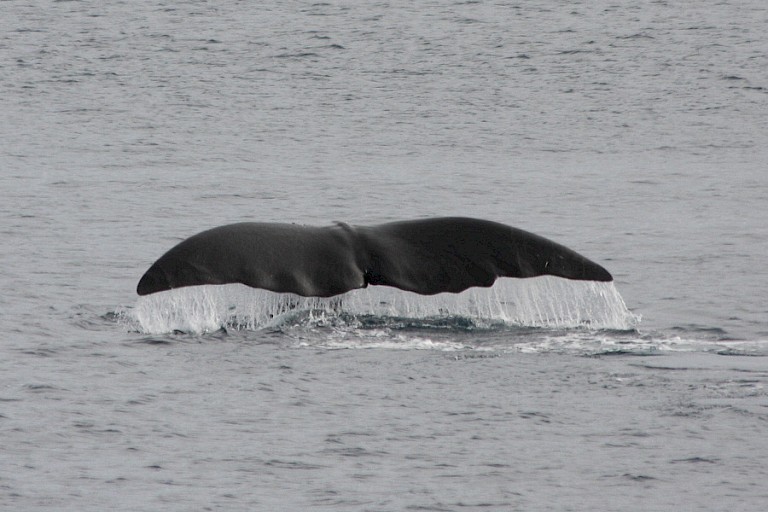 De kenmerkende staart van de Groenlandse walvis.