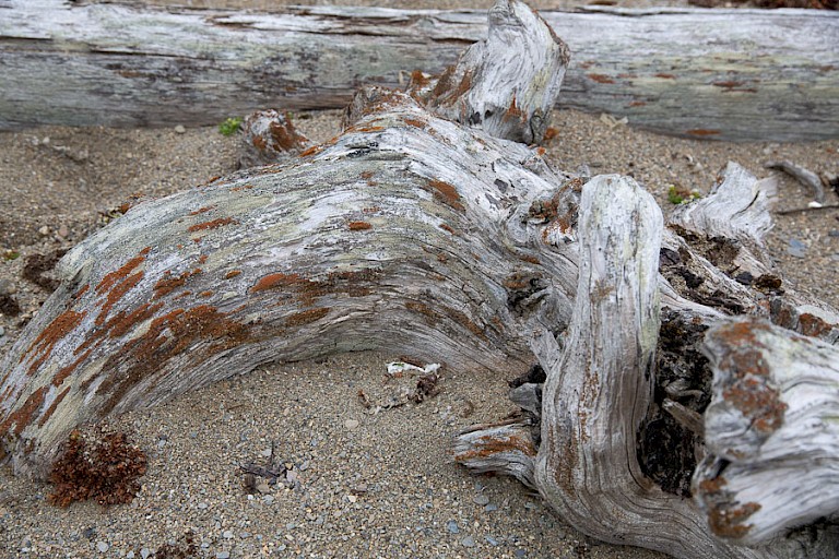 Oude aangespoelde boomwortels op Poolepynten.