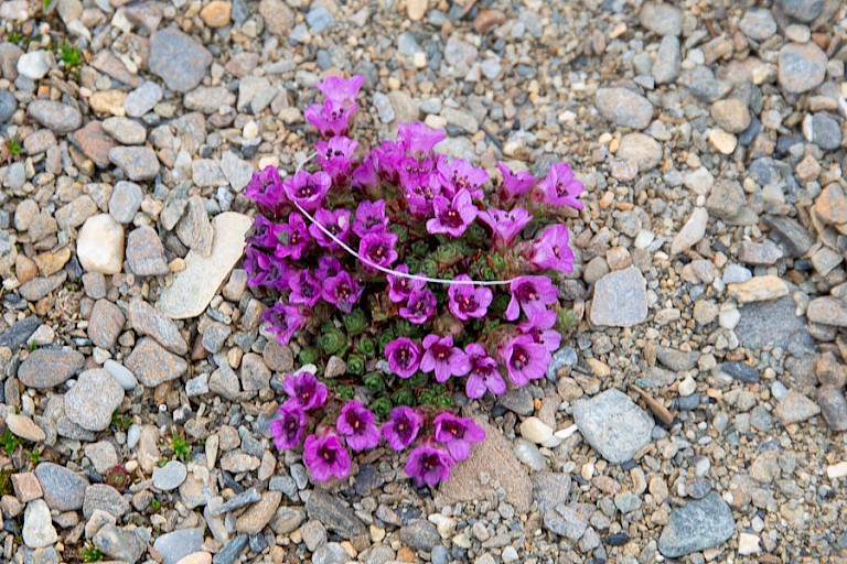 De eerste bloeiende plant is vaak het Zuiltjes steenbreek of Paarse steenbreek.