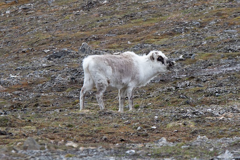Spitsbergen rendier in de St. John's Fjord.