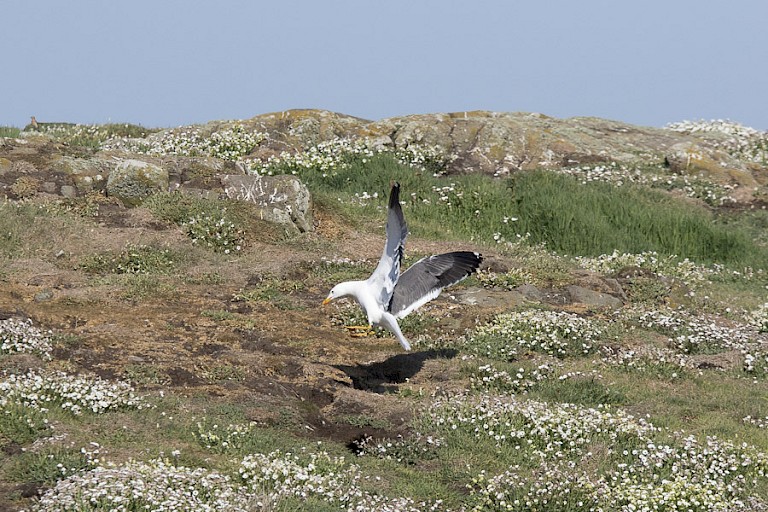 Grote mantelmeeuw op May