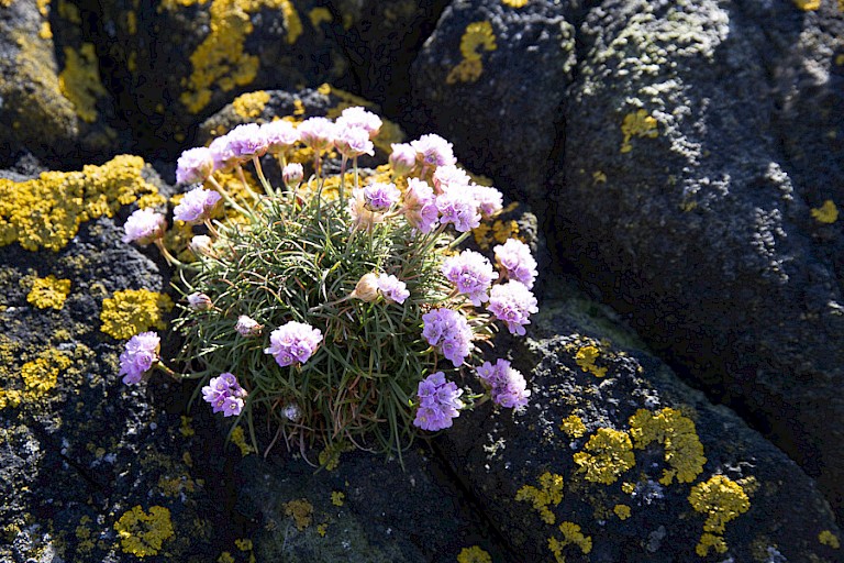 Engels gras op Fair Isle