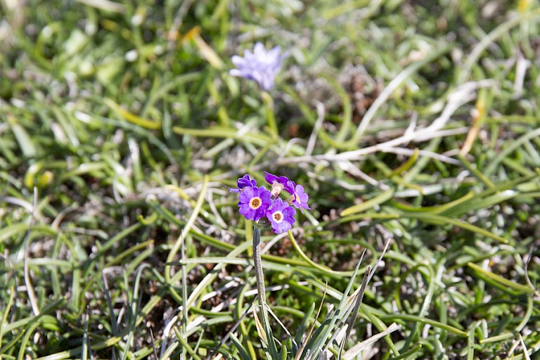 Primula nova-scotia