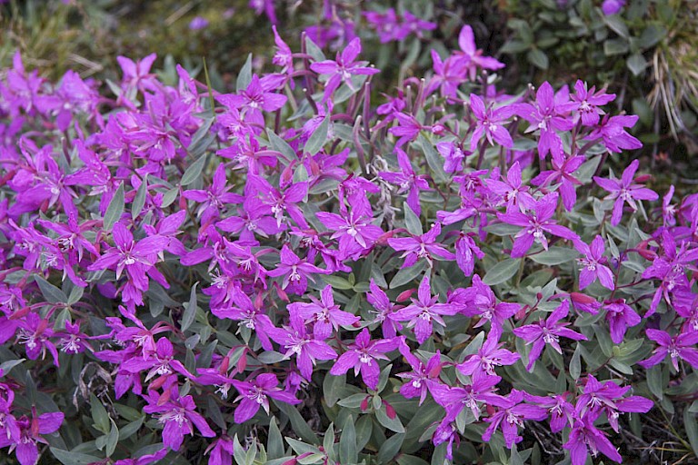 Breedbladig wilgenroosje, is de nationale bloem van Groenland en heet daar Niviarsiaq (klein meisje).