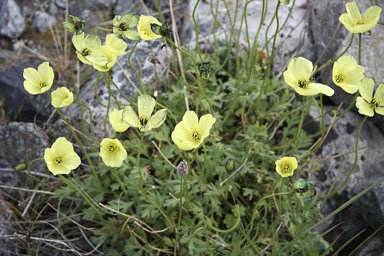 Arctische papaver bloeit nu volop