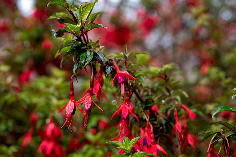 Bloeiende Fucsia
