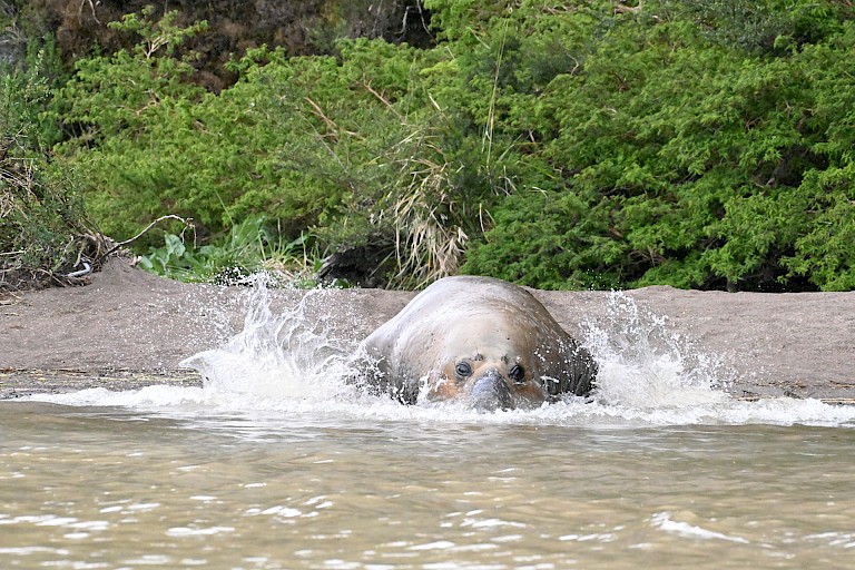 Zuidelijke zeeolifant