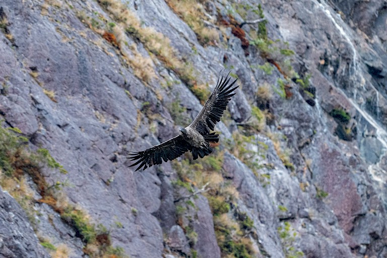 Andescondor in Fiordo de Guardramiro
