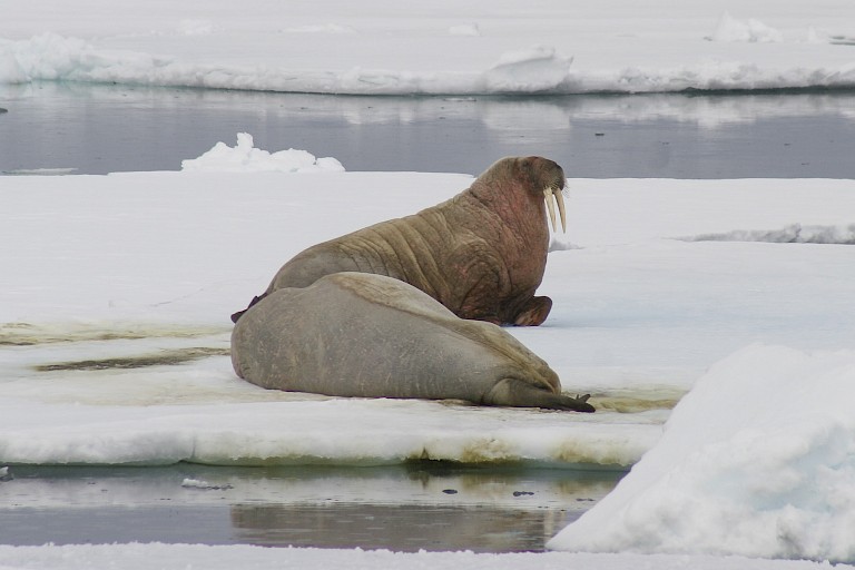 Walrussen op het pakijs