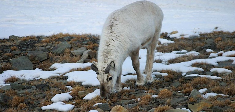 Ook in de winter lopen rendieren rond in Longyearbyen.