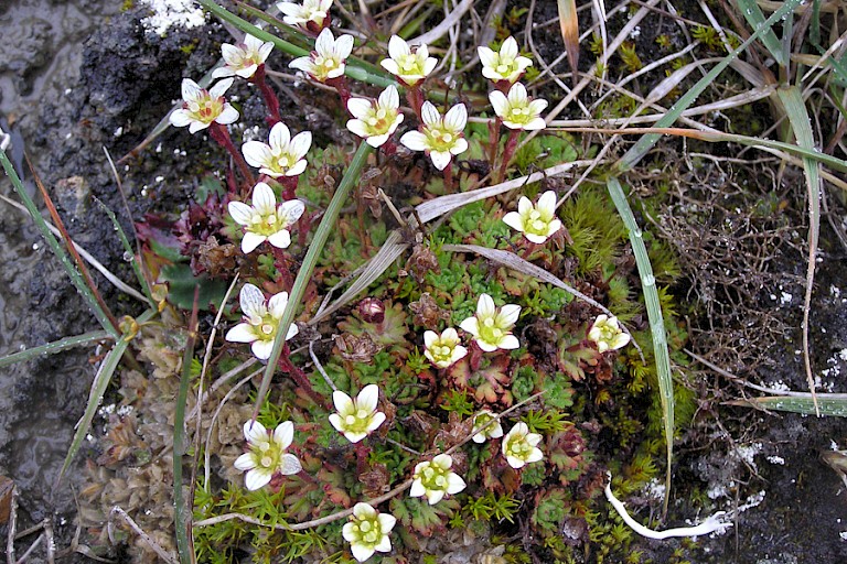 Ook op het zeer noordelijke Franz Josefland bloeien planten zoals steenbreek.