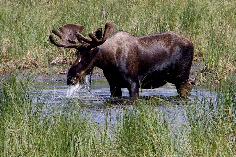 Eland in moerasgebied