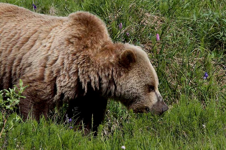 Grizzly in Denali NP.