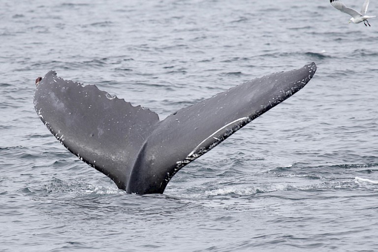 Onderduikende Bultrug tijdens bootexcursie vanuit Seward.