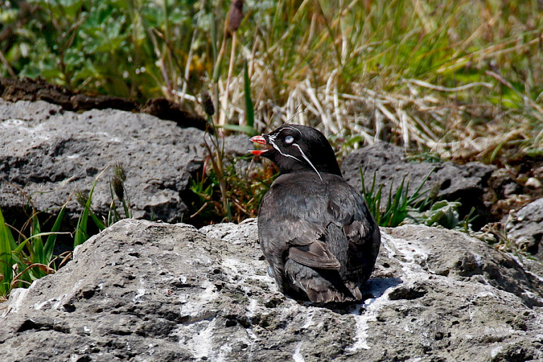 Geoorde dwergalk (Aethia pygmea) op Saint George. Foto: Klaas de Vet.