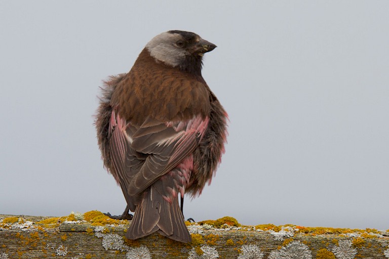 Grijskruinbergvink (Leucosticte tephrocotis umbrina)
