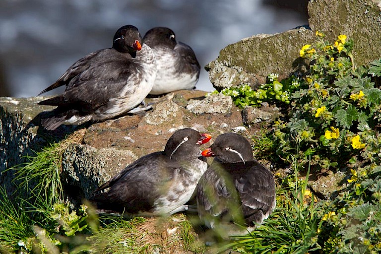 Papegaai-alken (Aethia psittacula) broeden in grote kolonies.