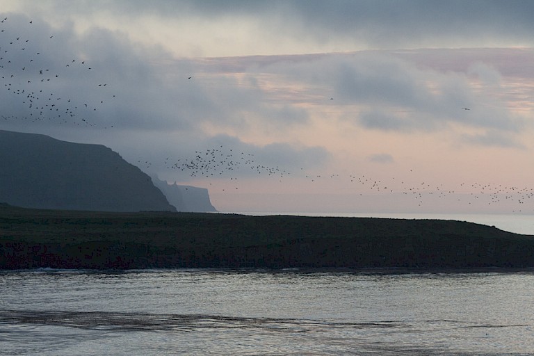 Na zonsondergang keren duizenden vogels terug naar het eiland.