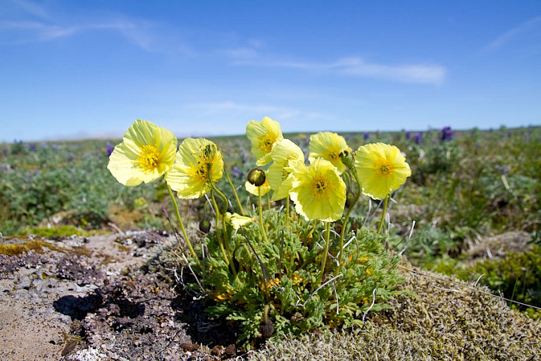 Arctische papaver voelt zich ook goed thuis op Saint George.